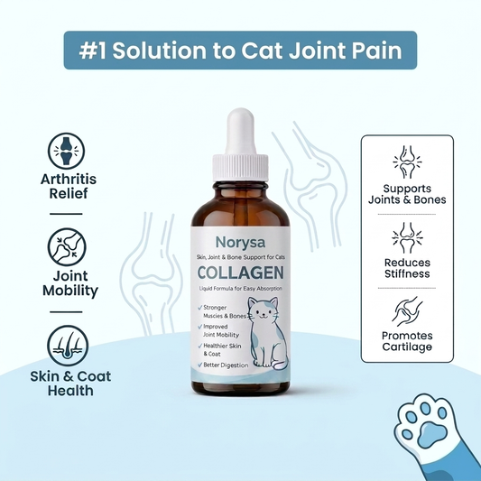 Norysa Advanced Cat Collagen