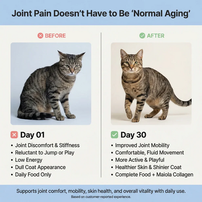 Norysa Advanced Cat Collagen